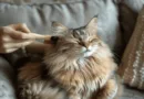 daily cat routine