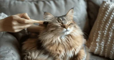 daily cat routine