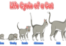 life span of cats