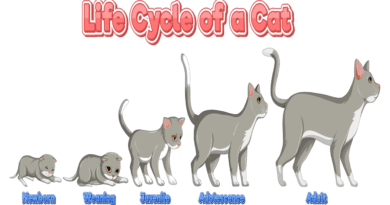 life span of cats