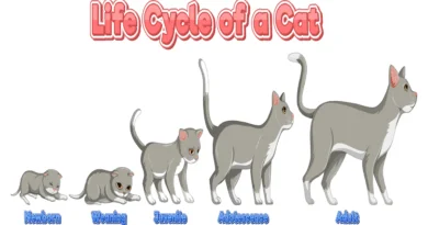 life span of cats