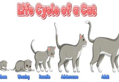 life span of cats