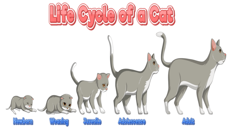 life span of cats