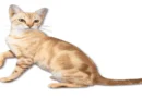 the australian mist cat1