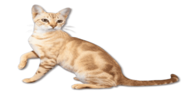 the australian mist cat1