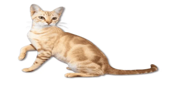 the australian mist cat1