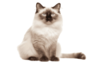 the balinese cat1