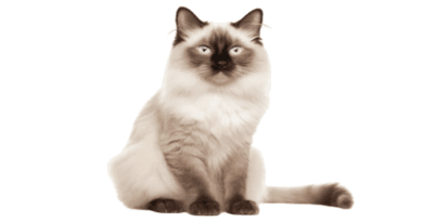 the balinese cat1