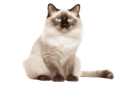 the balinese cat1