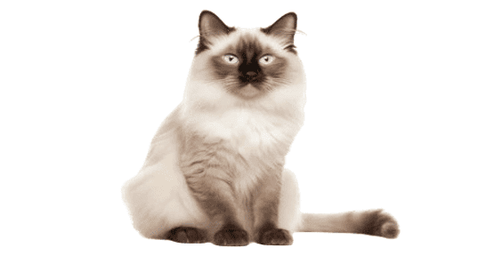 the balinese cat1