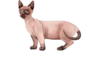 the bambino cat
