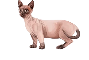 the bambino cat