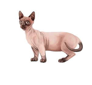 the bambino cat