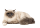 the birman cat