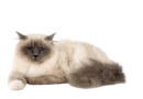 the birman cat