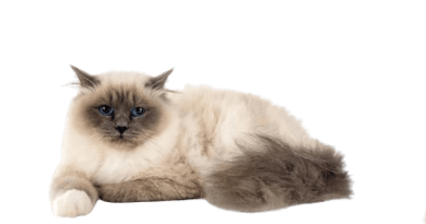 the birman cat