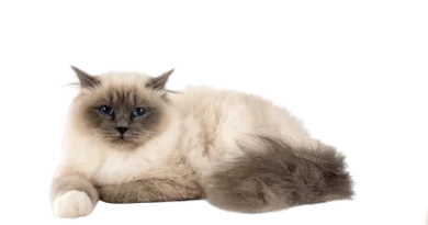 the birman cat