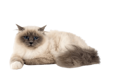 the birman cat