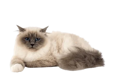 the birman cat