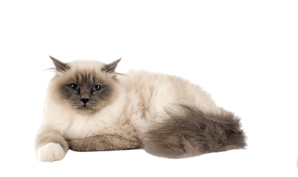 the birman cat