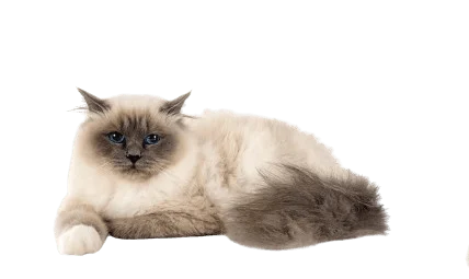 the birman cat