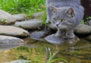 why cats deslike water