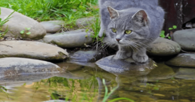 why cats deslike water