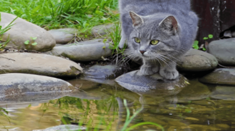 why cats deslike water
