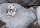 Ancient Roman Cat Sanctuary