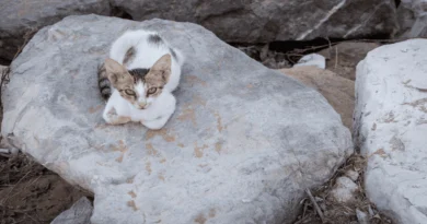 Ancient Roman Cat Sanctuary