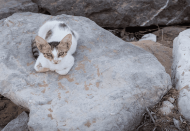 Ancient Roman Cat Sanctuary