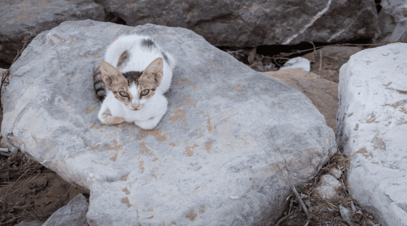 Ancient Roman Cat Sanctuary