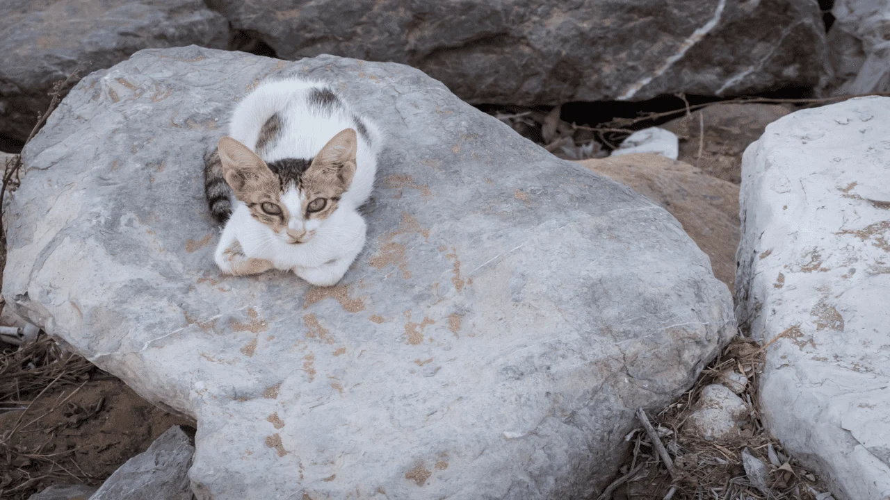 Ancient Roman Cat Sanctuary