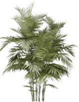 Chamaedorea_seifrizii