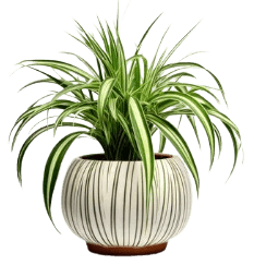Chlorophytum_comosum