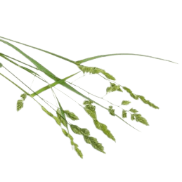 Dactylis_glomerata