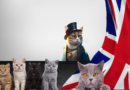 Exploring Cats in the Folklore of the United Kingdom