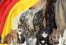German Folklore and Cats