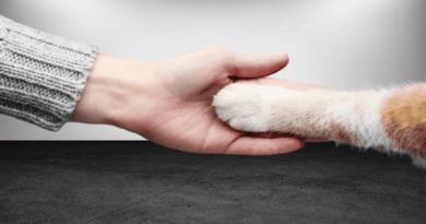 The Fascinating World of Feline Communication