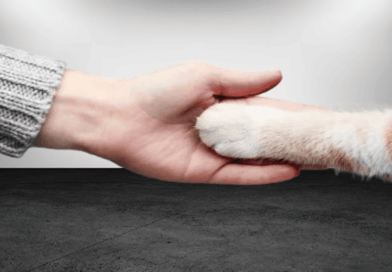 The Fascinating World of Feline Communication