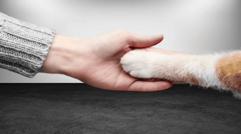 The Fascinating World of Feline Communication