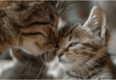 How Do Cats Express Tenderness