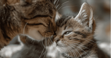 How Do Cats Express Tenderness