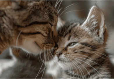 How Do Cats Express Tenderness
