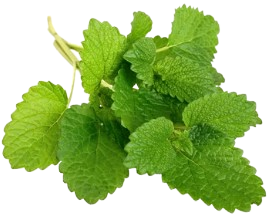Melissa_officinalis