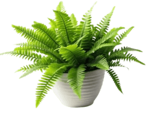 Nephrolepis_exaltata