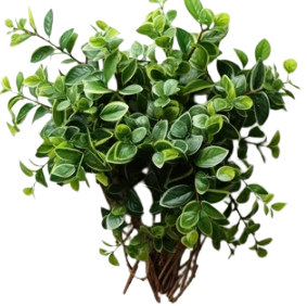Peperomia_spp