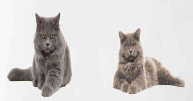 The British Longhair Cat