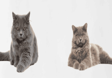 The British Longhair Cat