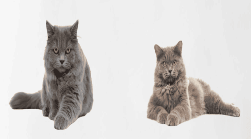 The British Longhair Cat